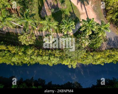 Ripresa aerea verso il basso di un percorso tropicale di palme lungo il fiume nei giardini botanici di Cairns Foto Stock