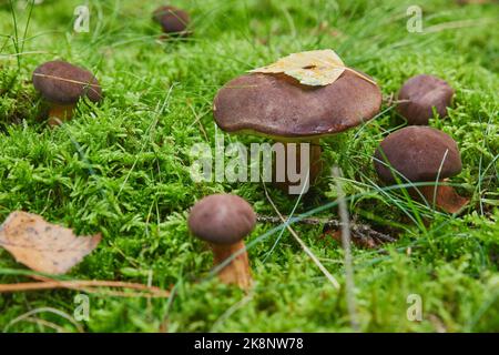Bella famiglia di funghi porcini nella foresta autunnale Foto Stock