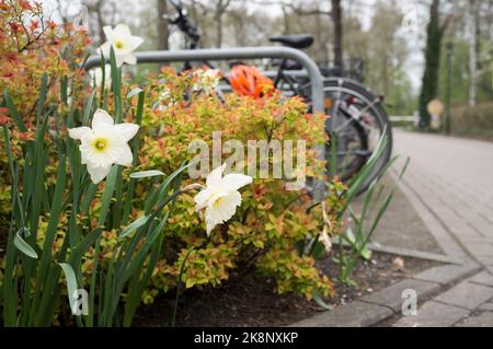 Splendidi narciso in un aiuola di fiori, sullo sfondo di arbusti e parcheggio per biciclette, in una giornata di primavera. Foto Stock