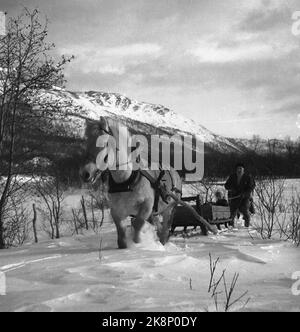 Confine Jakobselv Pasqua 1949 niente di nuovo dal confine a nord Una striscia di 160 chilometri di neve vergine dallo sbocco del confine Jakobselv a Borderfoss a Pasvikdalen, diventa l'unico confine comune tra i paesi del Patto Atlantico e l'Unione Sovietica quando la Norvegia aderisce al Patto A. La corrente passò lungo il confine e parlò con le persone che vi abitavano. Uomo con cavallo e slitta. Foto; Sverre A. Børretzen / corrente / NTB Foto Stock