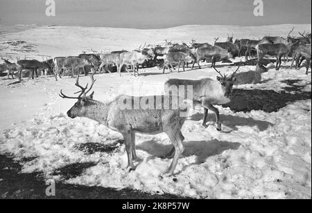 Femunden 19660528. I Sami nella zona di Femund sono inseguiti dalla zona di pascolo. I campioni di renne ritengono che non appartengano alla società, ma a una minoranza discriminata che è sempre in declino. Il Ministero dell'Agricoltura ha inviato una lettera in cui si afferma che il Ministero ha deciso che il pascolo delle renne deve avvenire tra novembre e aprile e che i Sami devono vedere e trovare un altro pascolo estivo. Foto: Sverre Børretzen corrente / NTB Foto Stock