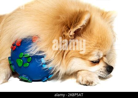 Cane. Un Pomeranian gioca con un giocattolo. Cucciolo. Un animale domestico. Cane con una palla Foto Stock