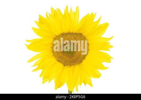 Primo piano un girasole 'singolo gigante', Helianthus annuus, isolato su uno sfondo bianco Foto Stock