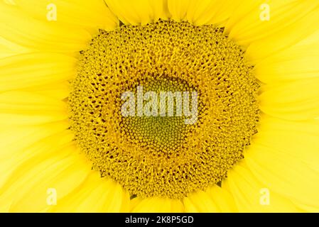 Macro di primo piano di un girasole 'singolo gigante', Helianthus annuus, testa di fiore Foto Stock