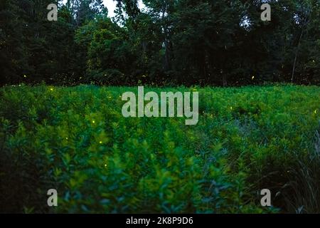 Un magico scenario di lucciole che volano nel lussureggiante campo verde la sera a Richmond, Virginia Foto Stock