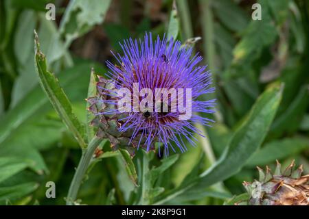 bumblebees su testa di fiore viola del carciofo globo anche conosciuto con i nomi di carciofo francese e carciofo verde Foto Stock