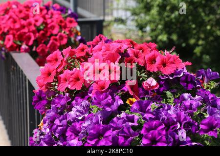 Petunia fiorita sulla ringhiera del ponte. Foto Stock