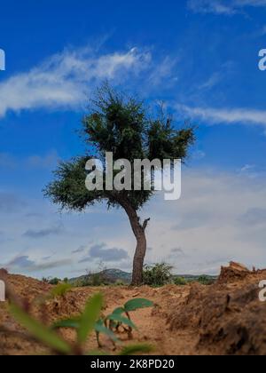 Un colpo verticale di un albero di fieno (Prosopis cineraria) con un cielo azzurro nuvoloso sullo sfondo Foto Stock