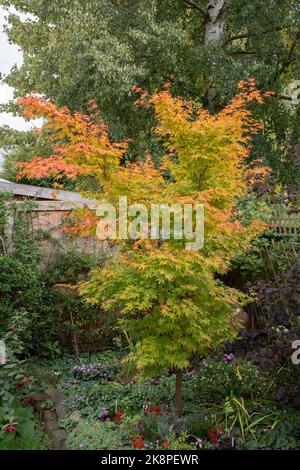 Acer palmatum Sango-kaku in autunno Foto Stock