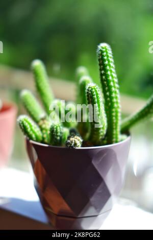Cactus interno di fronte a una finestra con luce solare Foto Stock