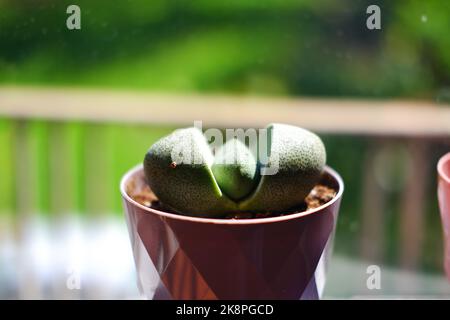 Lithops salicola, pianta assomigliano pietra, in pentola interna Foto Stock