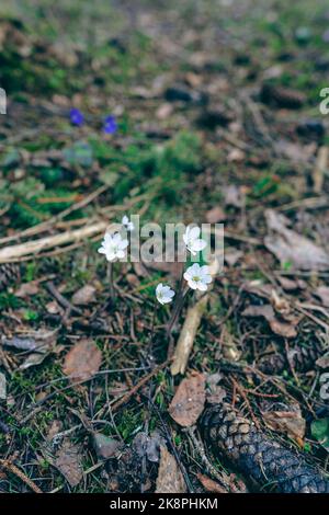 Bianca hepatica nobilis in una foresta vicino al fiume Olterudelva, Toten, Norvegia, in primavera. Foto Stock