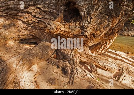 Cottonwood abstract 2686 Foto Stock