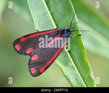 Falena cinabra (Tyria jacobaeae) arroccata su foglie di pianta. Tipperary, Irlanda Foto Stock