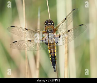 Quattro spotted Chaser Dragonfly (Libellula quadrimaculata) arroccato su erba. Tipperary, Irlanda Foto Stock