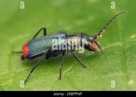 Scarabeo Malachite comune maschio (Malachius bipustulatus) a riposo sulla foglia. Tipperary, Irlanda Foto Stock