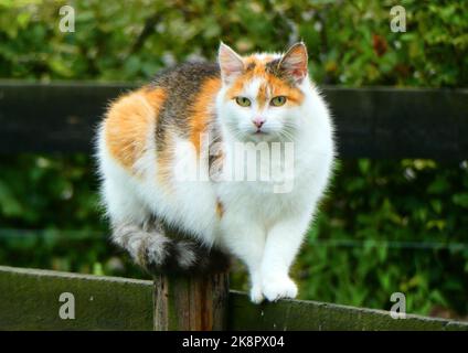 Calico gatto con occhi gialli seduti su una recinzione. I gatti con questo tipo di pelliccia sono per lo più femminili Foto Stock