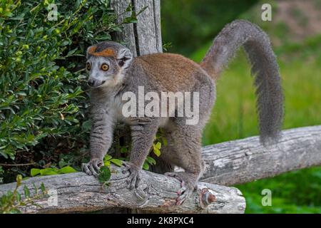 Lemur coronato (Eulemur coronatus / Lemur coronatus) in zoo, primate nativo alla punta settentrionale del Madagascar, Africa Foto Stock