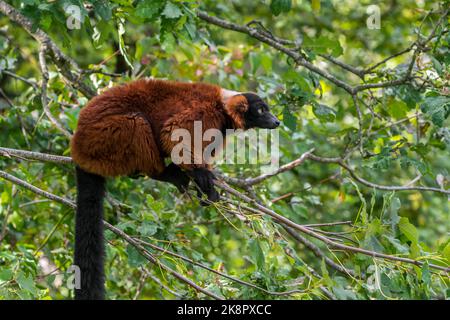 Lemur rosso ruffed (Varecia rubra) in albero, primate nativo delle foreste pluviali di Masoala nel Madagascar nord-orientale, Africa Foto Stock