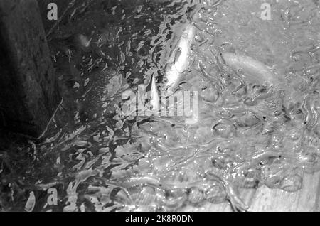 Oslofjord 19690531 su REK dopo gamberi. Sulla pesca di gamberi con l'aquila di mare della barca. L'equipaggio è composto da due uomini. Lo skipper Reidar Hauge Pedersen e il figlio Egil. Ci sono un sacco di roba creepy che si sta spazzando dal basso, salsicce di mare, meduse, gamberi e un paio di rocce. Foto: Aage Storløkken / corrente / NTB Foto Stock