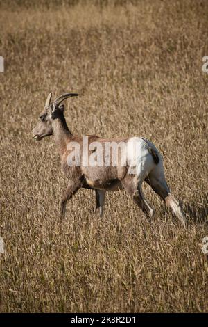 Una verticale di un capro ornato su un prato in una giornata di sole Foto Stock