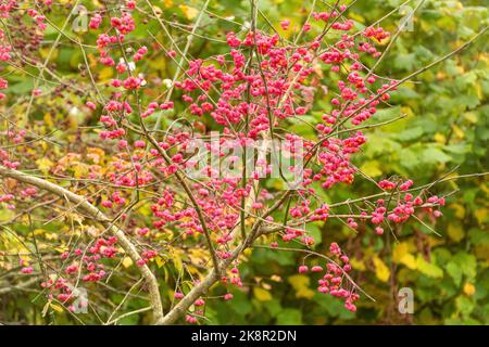 Frutti di bosco colorati su albero di mandrino (Euonymus europaeus), Hampshire, Inghilterra, Regno Unito, durante l'autunno Foto Stock