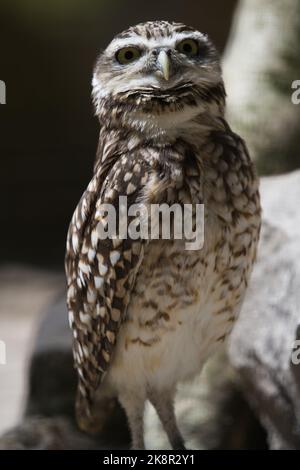 Una foto verticale di un gufo di Burrowing che guarda direttamente nella fotocamera. Foto Stock