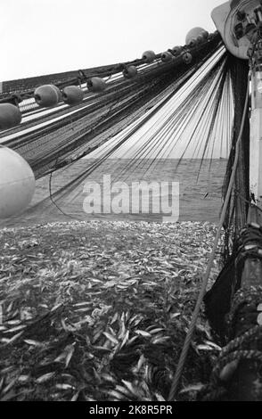 19690322. "L'anno più nero dell'aringa". Il risultato della pesca invernale delle aringhe di quest'anno è il peggiore che abbiamo avuto in questo secolo. Ma non è solo la base naturale, l'aringa, che ha fallito. Lo sviluppo della flotta di aringhe è avvenuto senza obiettivi e senza gestione. Se questo sviluppo continua, un certo numero di queste barche entreranno sotto il martello dell'asta in breve tempo. Il pattino da pesca 'Jøkul' con dodici uomini si trova sul mare a nord di Kristiansund in attesa della grande aringa. Foto: Sverre A. Børretzen / NTB Foto Stock