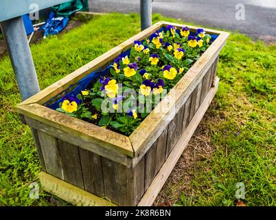 East Budleigh a Bloom. Piantando fuori in autunno. Foto Stock