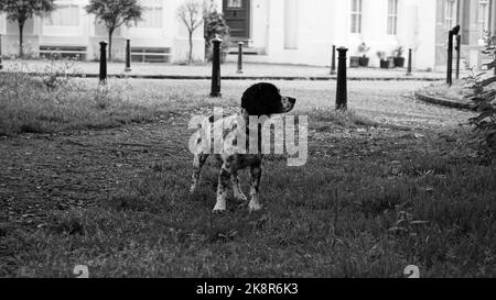 Una scala di grigi di un cucciolo inglese Setter (Canis lupus familiaris) che guarda da parte Foto Stock