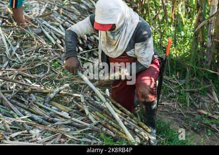 contadino latino, impastando sul terreno tenendo le canne da zucchero per impaccarle e trasportarle al zuccherificio. lavorando il contadino con un coperchio Foto Stock