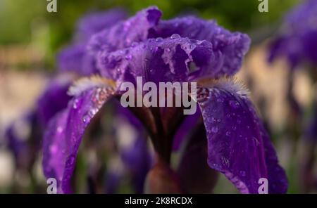 Gocce di rugiada su un fiore viola iris su un letto di fiori della città. Foto Stock