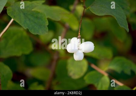 Quattro piccoli fiori bianchi fioriti in un cespuglio verde Foto Stock