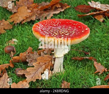Fungus Agarico maturo velenoso, iconica specie di feci di rospo in Grappenhall, Warrington, Cheshire, Inghilterra, Regno Unito in autunno - Amanita muscaria Foto Stock