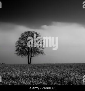 Un colpo in scala di grigi di un albero senza foglie solitario nel mezzo di alto campo di erba sotto cielo nuvoloso Foto Stock