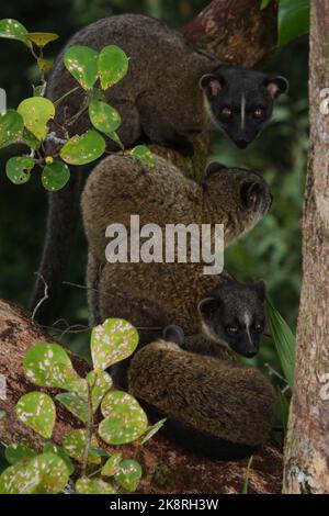 Giovane civetta di palma a tre righe (Arctogalidia trivigata) in habitat naturale, Borneo Foto Stock