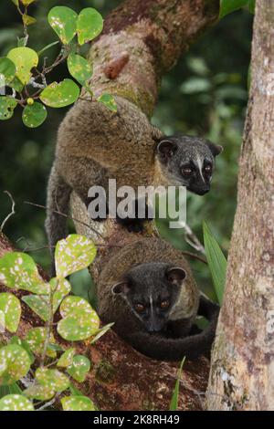 Giovane civetta di palma a tre righe (Arctogalidia trivigata) in habitat naturale, Borneo Foto Stock