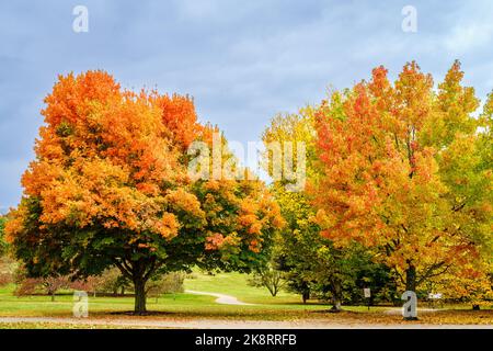 Vista panoramica degli alberi in pieno colore autunnale a Arboretum a Lexington, Kentucky Foto Stock