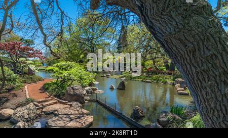 Una vista delle piante botaniche sull'acqua sotto il cielo blu a Jackson Park Foto Stock