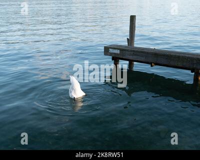 Un cigno bianco che si tuffa in un lago Foto Stock