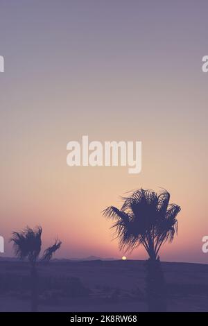 Silhouettes di palme su un deserto al tramonto, tonalità di colore applicato, Egitto. Foto Stock