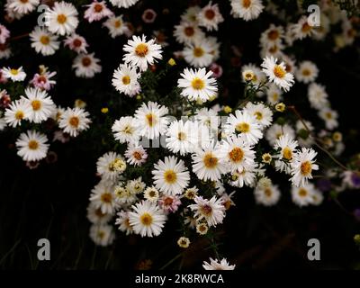 Primo piano dei fiori bianchi dell'autunno fioritura decidua erbacea perenne Symphyotrichum novi-belgii White Ladies. Foto Stock