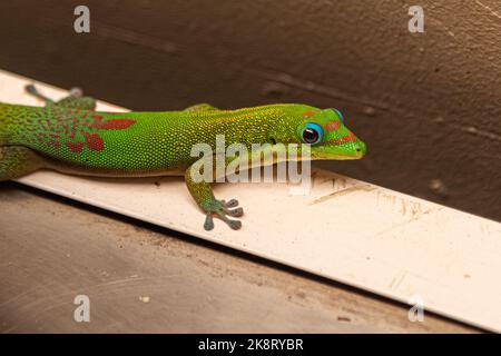 Bright Green Gold Dust Day Gecko visto nella foresta pluviale selvaggia delle Hawaii. Foto Stock