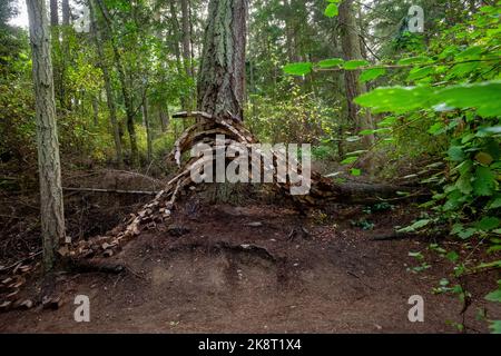 Price Sculpture Forest, Whidbey Island, Washington, Stati Uniti Foto Stock