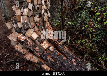 Price Sculpture Forest, Whidbey Island, Washington, Stati Uniti Foto Stock