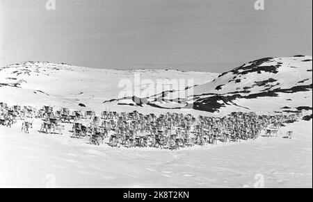 Femunden 19660528. I Sami nella zona di Femund sono inseguiti dalla zona di pascolo. I campioni di renne ritengono che non appartengano alla società, ma a una minoranza discriminata che è sempre in declino. Il Ministero dell'Agricoltura ha inviato una lettera in cui si afferma che il Ministero ha deciso che il pascolo delle renne deve avvenire tra novembre e aprile e che i Sami devono vedere e trovare un altro pascolo estivo. Foto: Sverre Børretzen corrente / NTB Foto Stock