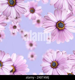 Motivo floreale. Grandi e piccoli fiori rosa daisy sul dorso blu Foto Stock