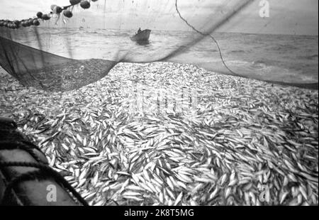 19690322. "L'anno più nero dell'aringa". Il risultato della pesca invernale delle aringhe di quest'anno è il peggiore che abbiamo avuto in questo secolo. Ma non è solo la base naturale, l'aringa, che ha fallito. Lo sviluppo della flotta di aringhe è avvenuto senza obiettivi e senza gestione. Se questo sviluppo continua, un certo numero di queste barche entreranno sotto il martello dell'asta in breve tempo. Foto: Sverre A. Børretzen / NTB Foto Stock