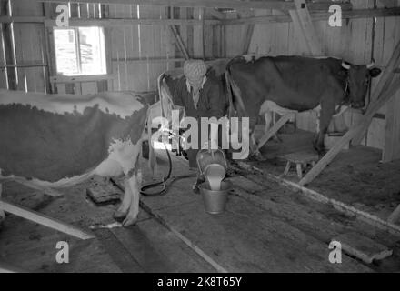 Anguilla in Hallingdal 196508 l'uomo viene con il percorso di mungitura il percorso di mungitura è gestito da Seilers Olsen. Seilers hanno l'esperienza dell'anno nel servizio della fornitura di latte e hanno la piena fiducia del bude. Oltre al latte, vengono trasportate merci, lettere e persone. Qui da un fienile dove le mucche sono mungite da Budeie Turid Lappeggard. Secchio del latte. Foto: Aage Storløkken / corrente / NTB Foto Stock