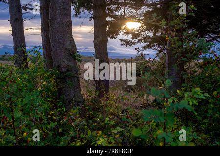 Paesaggio lungo Ebey's Trail, Admiralty Inlet Preserve, Whidbey Island, Washington Foto Stock